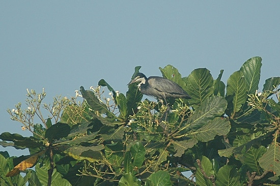 Black-Headed Heron.JPG